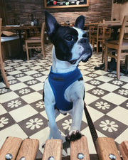 Parisian Pet 'Freedom Harness' for Dogs & Cats – Comfortable and Durable Neon Blue Pet Harness