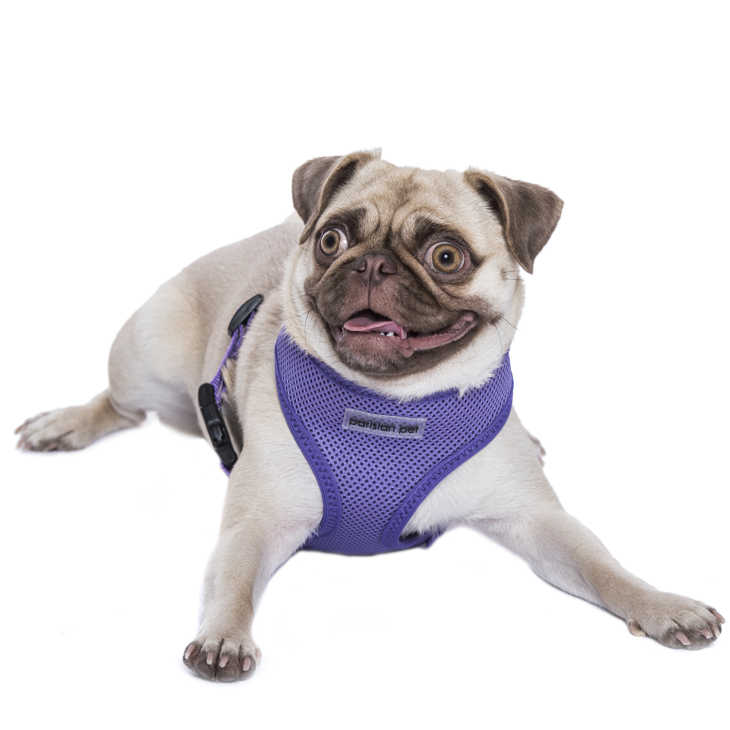 Lilac Parisian Pet 'Freedom Harness' on a happy pug, showcasing its comfortable and adjustable design for pets.