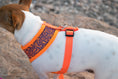 Load image into Gallery viewer, Parisian Pet 'Sport Net Harness' for Dogs & Cats – Comfortable & Adjustable Mesh Harness, Orange & Blue
