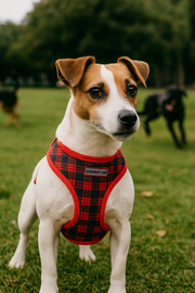 Parisian Pet 'Freedom Harness Scottish' for Dogs & Cats – Durable and Adjustable Pet Harness, Stylish Plaid Design, Red & Blue