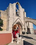 Load image into Gallery viewer, Parisian Pet 'Freedom Harness Scottish' for Dogs & Cats – Durable and Adjustable Pet Harness, Stylish Plaid Design, Red & Blue
