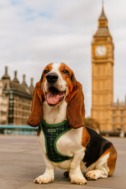 Parisian Pet 'Freedom Harness Scottish' for Dogs & Cats – Comfortable Adjustable Plaid Dog Harness, Durable Design, Green & Blue