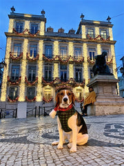 Parisian Pet 'Freedom Harness Scottish' for Dogs & Cats – Comfortable Adjustable Plaid Dog Harness, Durable Design, Green & Blue