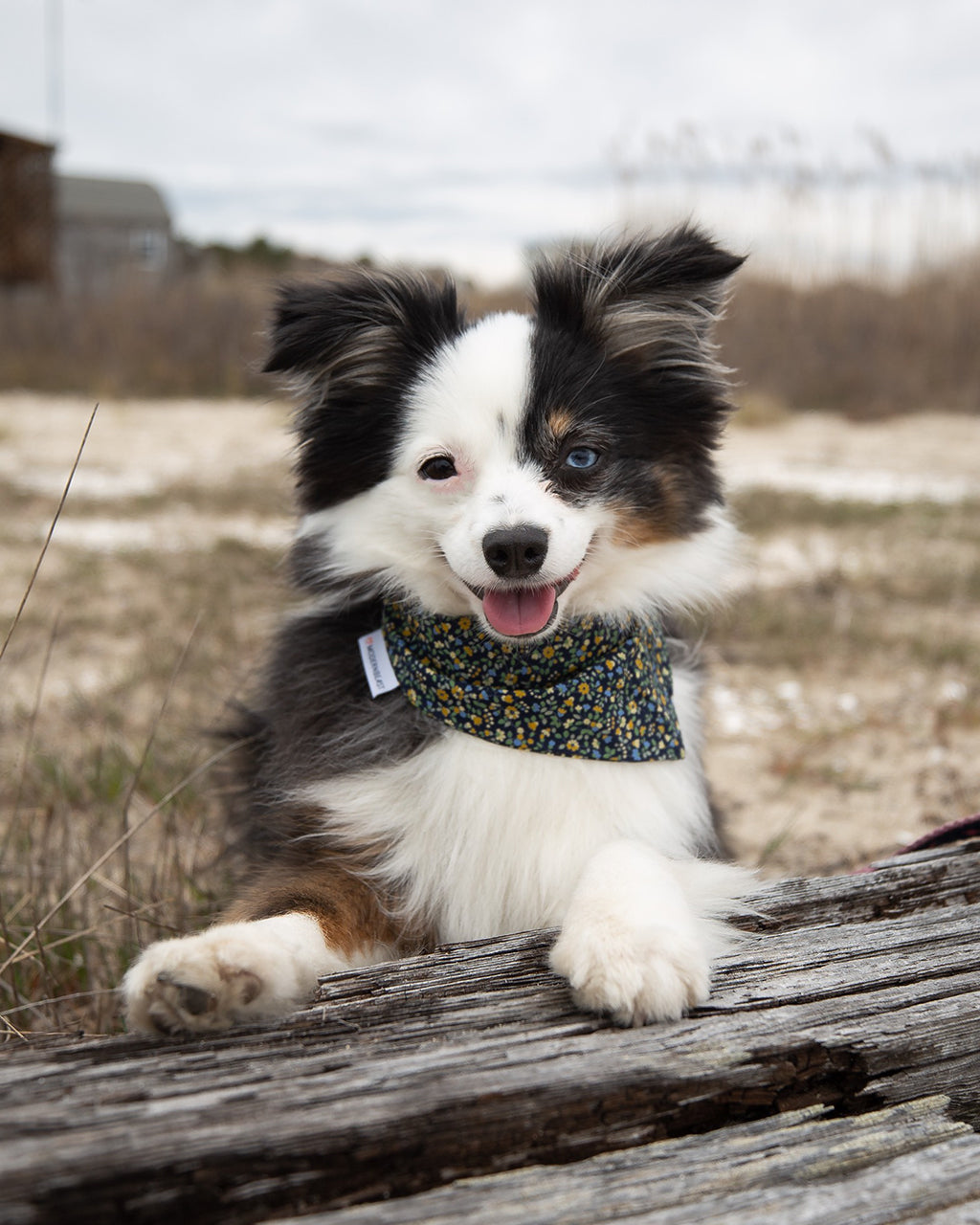 FLORAL BANDANA - Southlake Paws