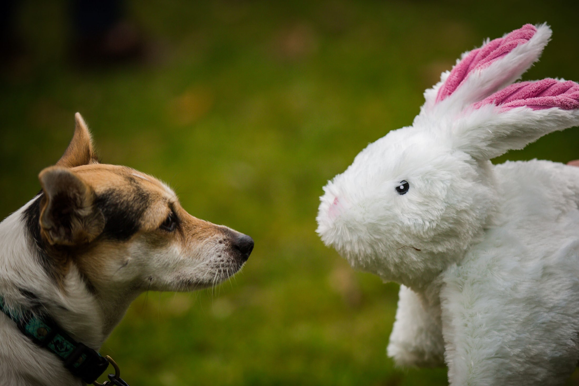 Squooshie™ Bunny Plush Dog Toy - image 5
