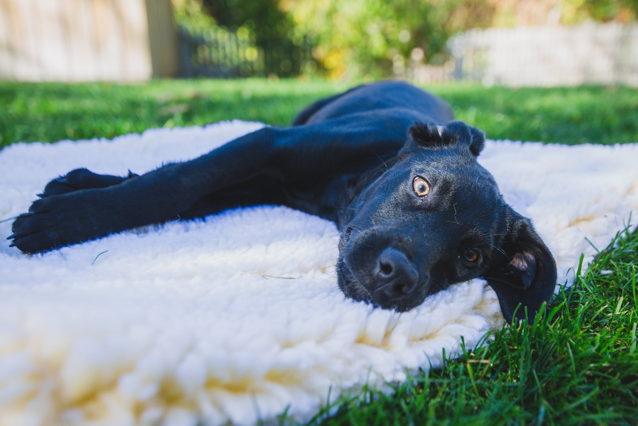 HuggleFleece® Mat Cat & Dog Bed - image 13