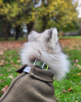 Load image into Gallery viewer, Wander! Waterproof Collar - Martini
