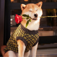 Load image into Gallery viewer, The Matcha | Olive Green Ribbed Knit Dog Sweater

