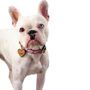 Melrose dog collar (quick release)