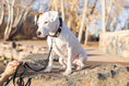 Load image into Gallery viewer, Traditional Midnight Black Leather Leash - image 2
