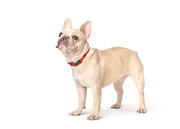 City Collar - Iconic Red