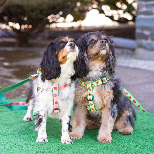Up Country One in a Melon Dog Cast Brass Dog Harness