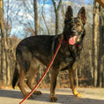 Load image into Gallery viewer, Moose Dog Lead
