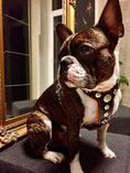 Load image into Gallery viewer, The ''Bijou'' harness Black & Orange Small to Medium Size
