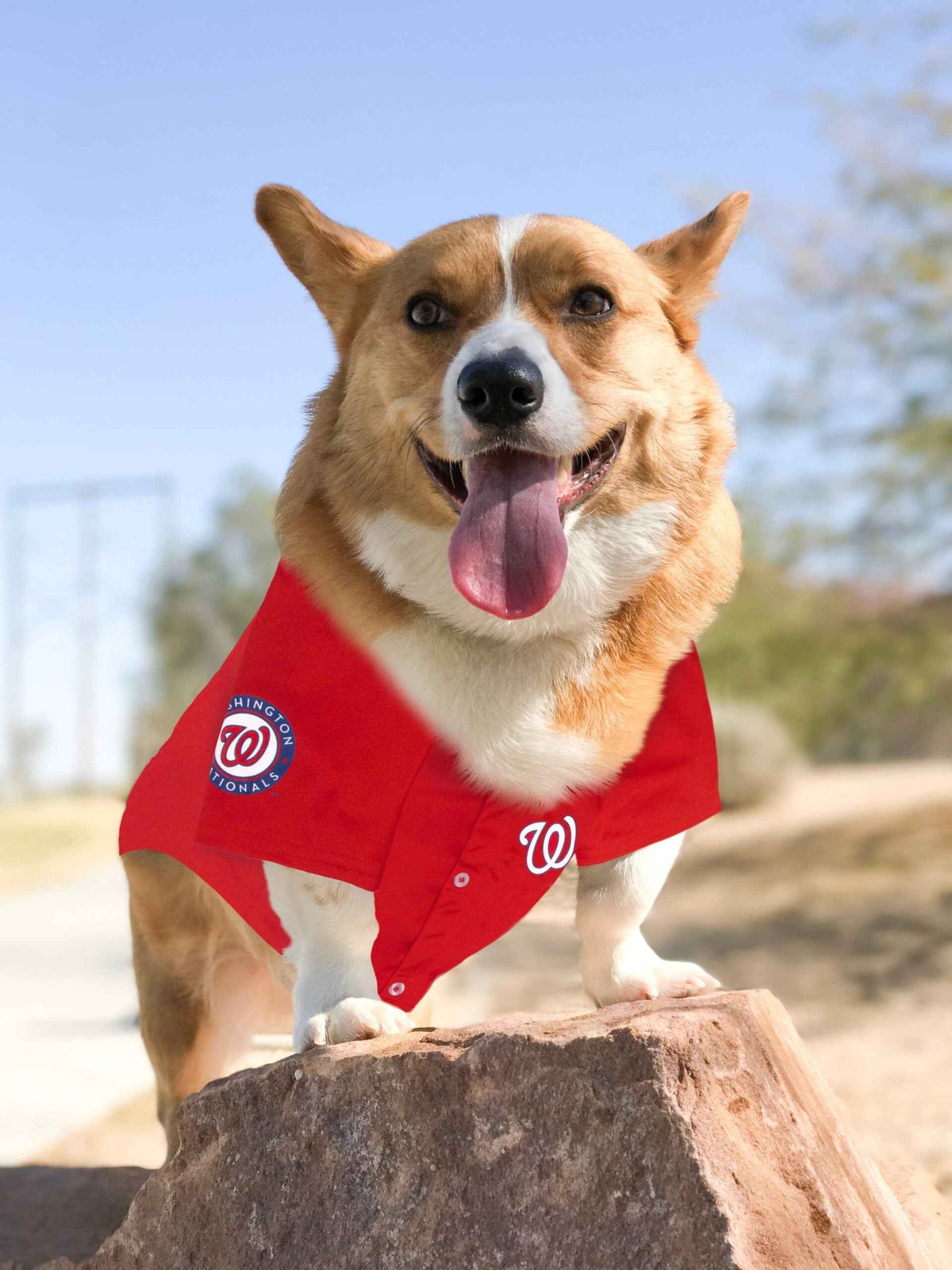 MLB Washington Nationals Mesh Dog Jersey