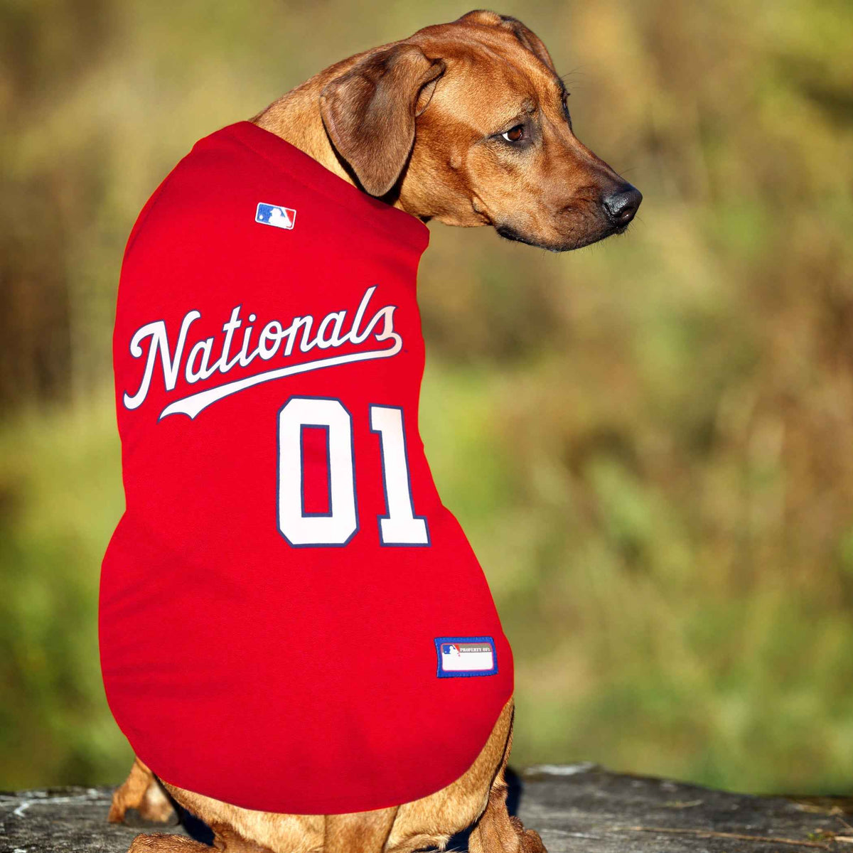 MLB Washington Nationals Mesh Dog Jersey