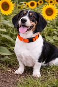 Load image into Gallery viewer, Parisian Pet 'Nylon Collar' for Dogs & Cats – Durable Adjustable Orange Pet Collar, Comfortable Design for Small Dogs
