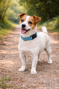 Load image into Gallery viewer, Parisian Pet 'Nylon Collar' for Dogs & Cats – Adjustable Light Blue Pet Collar, Durable Nylon Design
