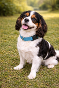 Load image into Gallery viewer, Parisian Pet 'Nylon Collar' for Dogs & Cats – Adjustable Light Blue Pet Collar, Durable Nylon Design
