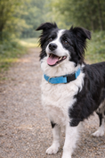 Load image into Gallery viewer, Parisian Pet 'Nylon Collar' for Dogs & Cats – Adjustable Light Blue Pet Collar, Durable Nylon Design
