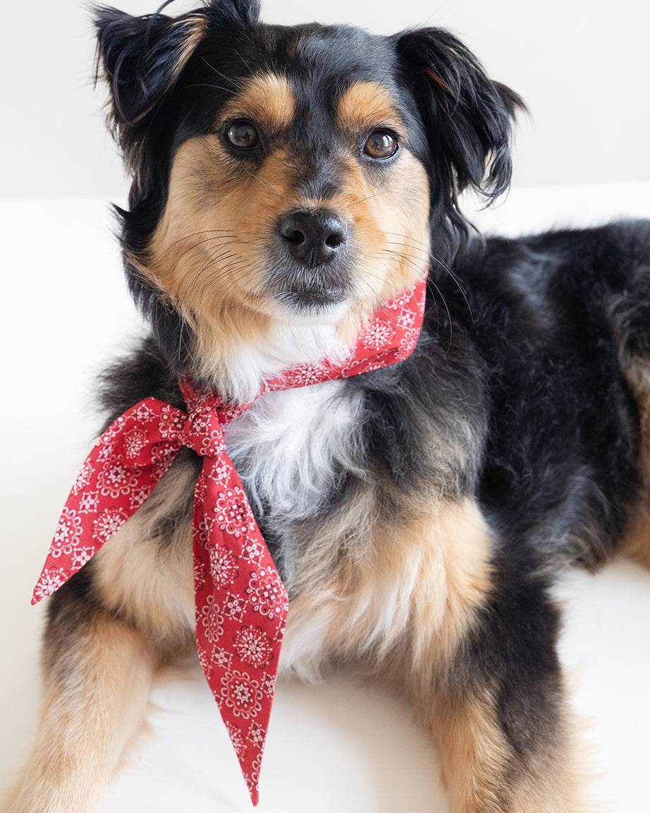 CLASSIC NECKTIE - Southlake Paws