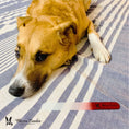 Load image into Gallery viewer, Glass Nail File for Dogs

