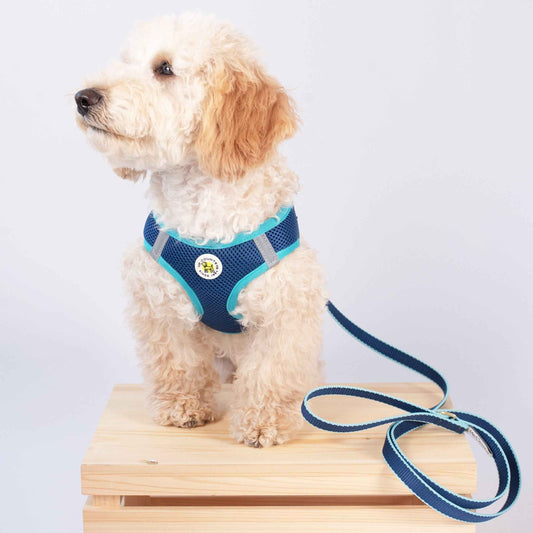 Up Country Navy and Aqua Small Dog Vest Dog Harness