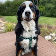 Navy Shamrock Dog Harness