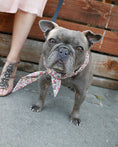 Load image into Gallery viewer, CLASSIC NECKTIE - Southlake Paws
