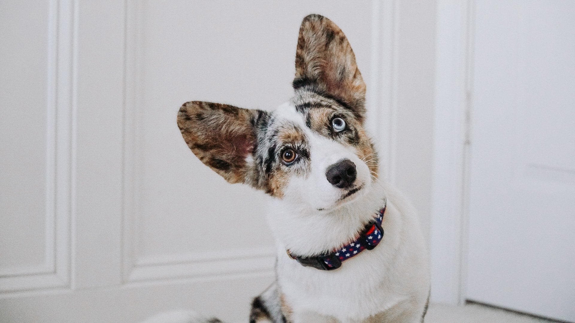 New Stars Dog Collar