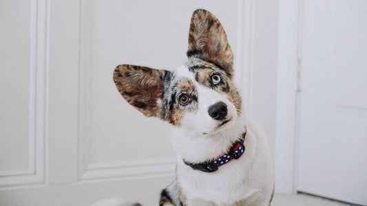 Up Country New Stars Cast Brass Dog Collar