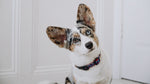 New Stars Dog Collar