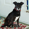 Load image into Gallery viewer, No Bones About It Small Breed Dog Collar
