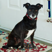 No Bones About It Small Breed Dog Collar