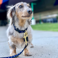 Load image into Gallery viewer, North Star Small Breed Dog Collar
