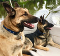Load image into Gallery viewer, North Star Dog Collar
