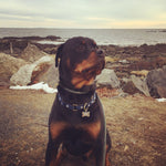 North Star Dog Collar