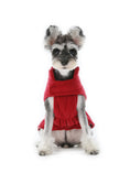 Load image into Gallery viewer, Reversible Dog Vest Jacket - Red
