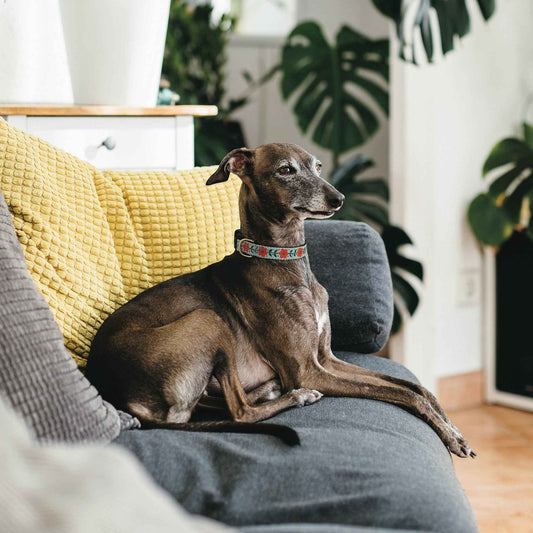Up Country Orange You Pretty Cast Brass Dog Collar