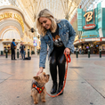 Load image into Gallery viewer, EcoBark Safety Orange Dog Leash- Padded Comfort Grip Leash with Dog Pattern - 4ft, 5ft, and 6ft Leash for Small and Medium Dogs
