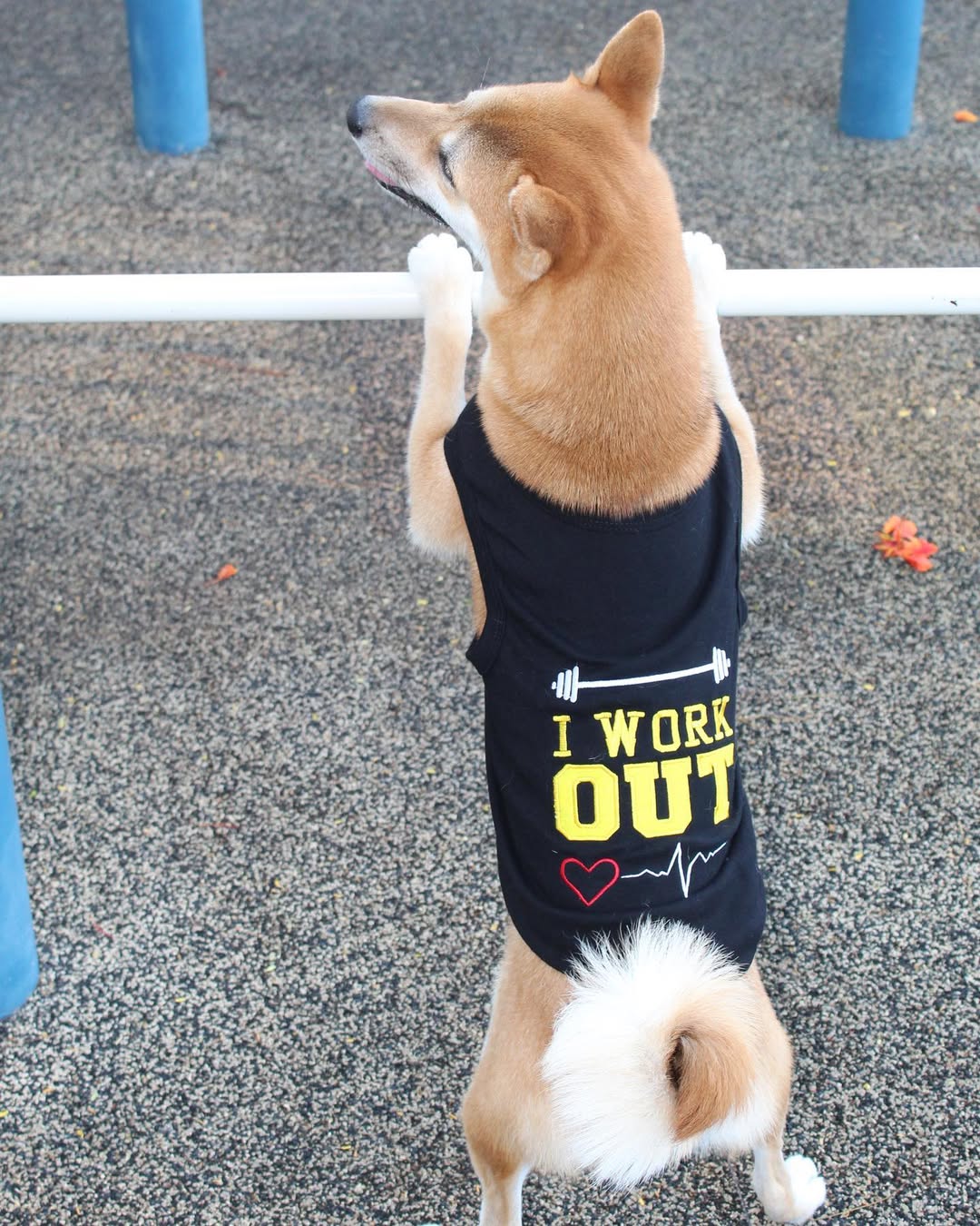 Parisian Pet 'I Work Out' Trendy Dog Apparel – Playful Slogan Dog Shirt for Dogs & Cats, Black