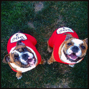 Parisian Pet 'Dog 1' Dog Shirt – Fun Slogan Cotton Pet T-Shirt for Dogs & Cats, Red