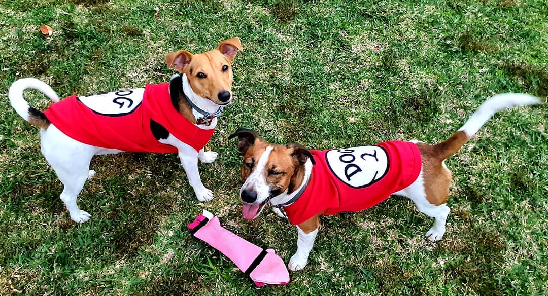 Parisian Pet 'Dog 2' Funny Slogan Dog Shirt – Playful Embroidered Pet Apparel for Dogs & Cats, Red