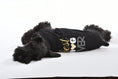 Load image into Gallery viewer, Parisian Pet 'Best Dog Ever' Cute Slogan Dog T-Shirt – Premium Cotton Pet Wear for Small Dogs & Cats, Black-Valentine's Day
