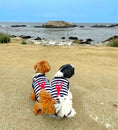 Load image into Gallery viewer, Parisian Pet 'Lobster Chasing Tail' Dog Shirt – Nautical Cotton Pet T-Shirt for Dogs & Cats, Blue & White Stripes

