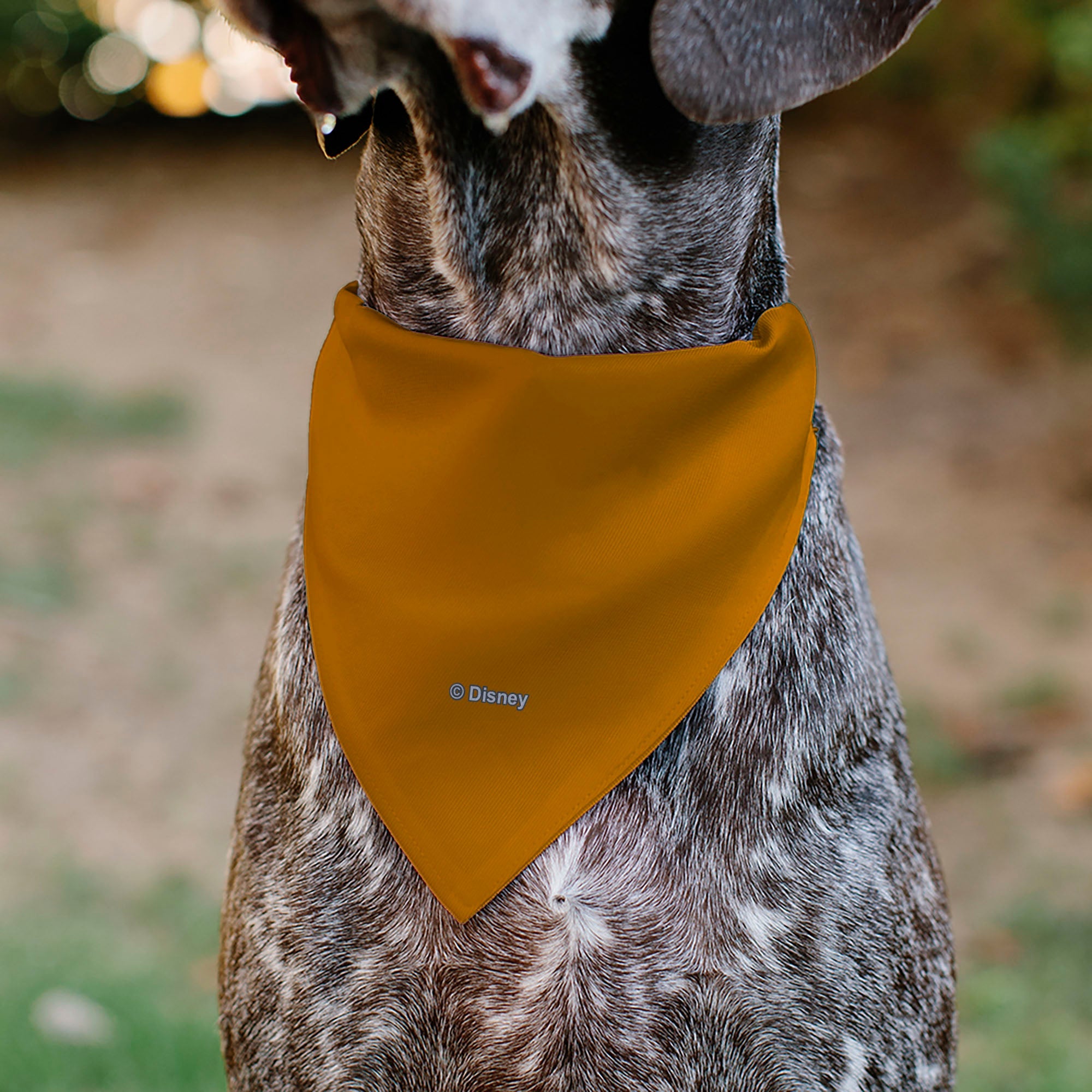 Pet Bandana - The Lion King Young Simba CIRCLE OF LIFE Pose Oranges/Black