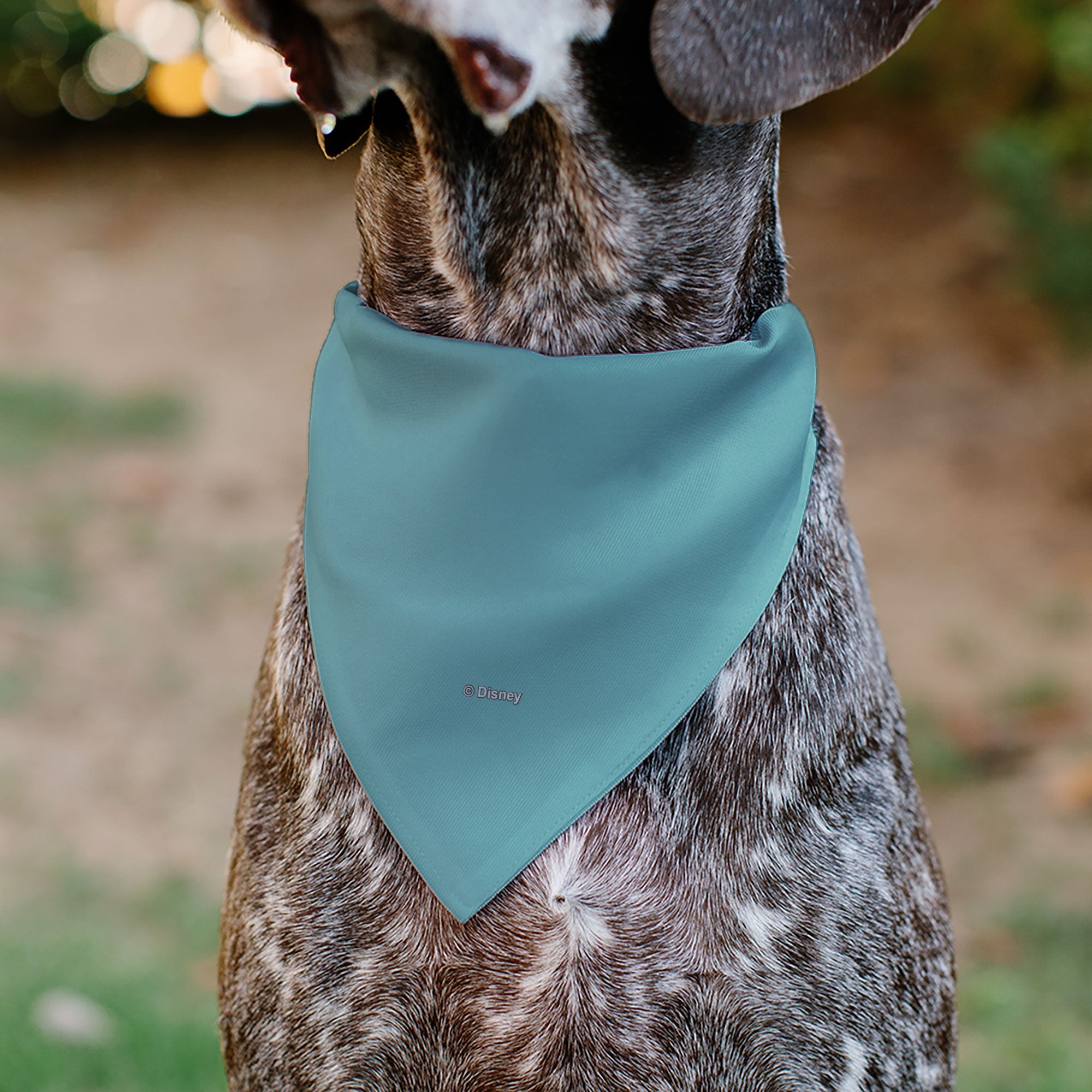 Pet Bandana - Snow White SWEET NATURED Pose Blue