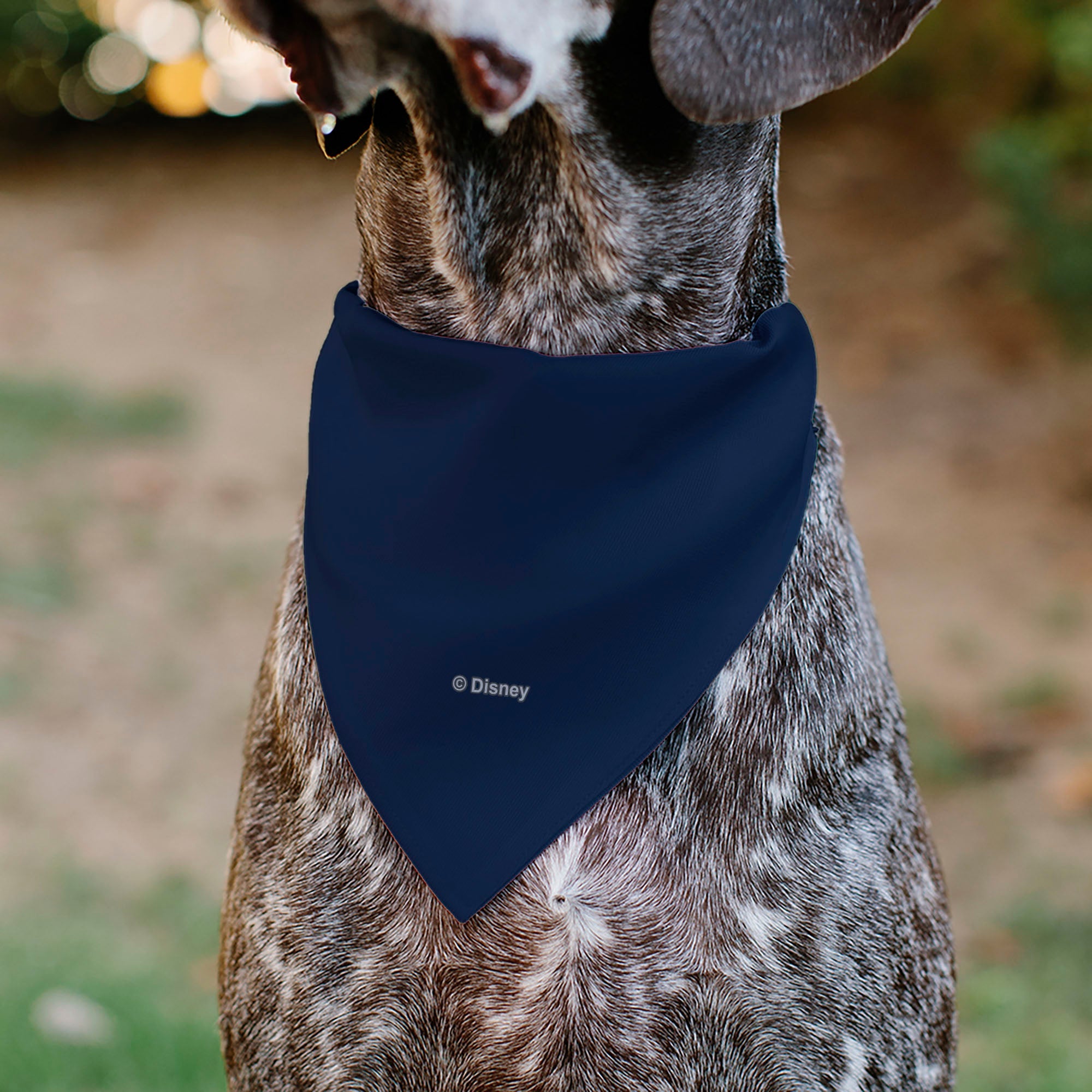 Pet Bandana - BEAUTY & THE BEAST Belle and Beast Dancing Pose Blue/Multi Color