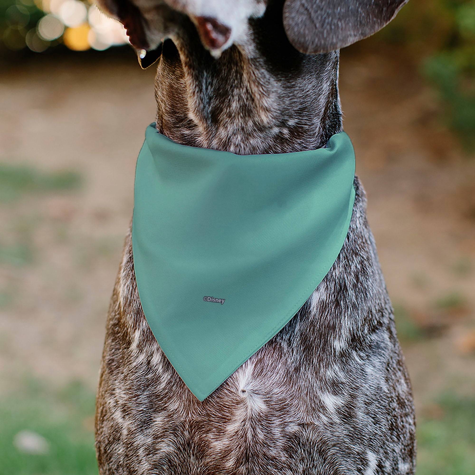 Pet Bandana - SCRUMP Text and Pose Light Blue