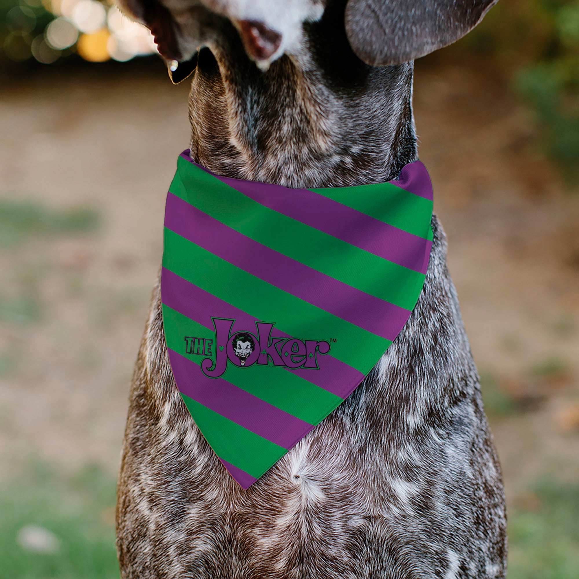 Pet Bandana - THE JOKER Title Logo and Stripe Green/Purple